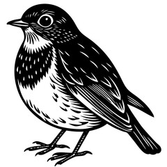 black and white bird