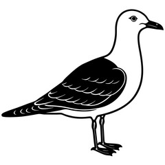 bird, animal, pigeon, nature, white, dove, beak, wildlife, feather, isolated, wild, brown, wing, seagull, quail, duck, pheasant, black, feathers, animals, illustration, birds, vector