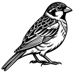 vector illustration of a bird