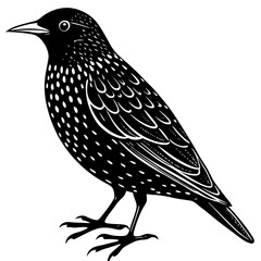 vector illustration of a bird