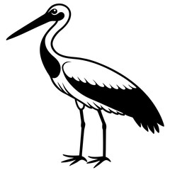 white stork ciconia