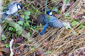 可愛いシジュウカラ（シジュウカラ科）の群れ
英名学名：Japanese Tit (Parus minor, family comprising tits).
千葉県市川市大町公園自然観察園2024
大町の谷戸全体が公園。湿地や里山、森林等、武蔵野の自然が保存されている。
