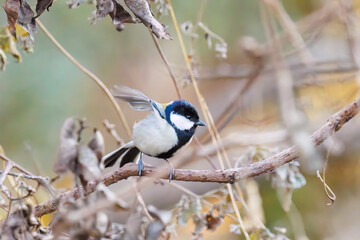 可愛いシジュウカラ（シジュウカラ科）の群れ
英名学名：Japanese Tit (Parus minor, family comprising tits).
千葉県市川市大町公園自然観察園2024
大町の谷戸全体が公園。湿地や里山、森林等、武蔵野の自然が保存されている。
