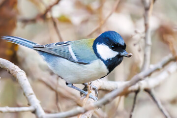 可愛いシジュウカラ（シジュウカラ科）の群れ
英名学名：Japanese Tit (Parus minor, family comprising tits).
千葉県市川市大町公園自然観察園2024
大町の谷戸全体が公園。湿地や里山、森林等、武蔵野の自然が保存されている。

