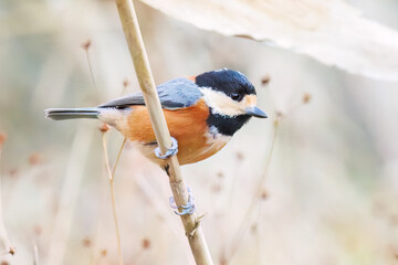飛び出し飛翔する可愛いヤマガラ（シジュウカラ科）
英名学名：Varied Tit (Sittiparus varius)
千葉県市川市大町公園自然観察園2024
大町の谷戸全体が公園。湿地や里山、森林等、武蔵野の自然が保存されている。
