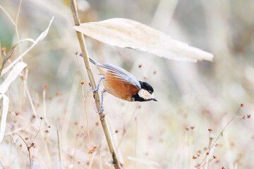 飛び出し飛翔する可愛いヤマガラ（シジュウカラ科）
英名学名：Varied Tit (Sittiparus varius)
千葉県市川市大町公園自然観察園2024
大町の谷戸全体が公園。湿地や里山、森林等、武蔵野の自然が保存されている。
