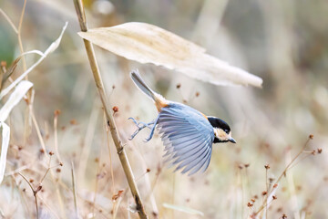 飛び出し飛翔する可愛いヤマガラ（シジュウカラ科）
英名学名：Varied Tit...