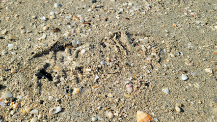 Sea shells on the seashore - Sea Shells on the Beach