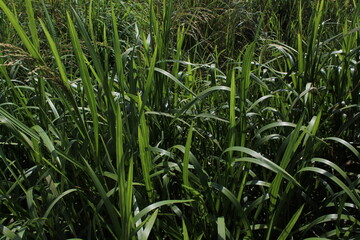 Tall green grass natural background