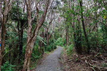 A gravel path winds through a lush forest in Cascade Kauri Walk, Waitakere, Auckland, New Zealand....