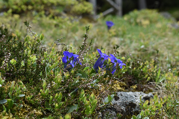 Enziane bl&uuml;hen auf einer Alm zwischen &Ouml;sterreich und der Schweiz zwischen niedrigem Heidekraut