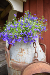 Lila Blüten eines Männertreu blühen in einer großen alten Vintage Milchkanne vor einem Häuschen in Schweden