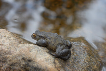 Erdkröte sitzt an einem kleinen See in Schweden auf einem wärmenden Felsen
