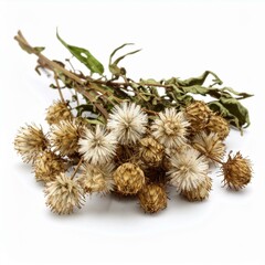 Horny Goat Weed Illustration for Herbal Medicine, Horny Goat Weed Botanical Art, and Horny Goat Weed Natural Remedy Design