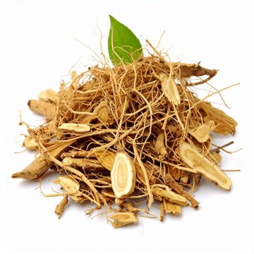 Lindera Root Illustration for Medicinal Use, Lindera Root Botanical Art, and Lindera Root Herbal Design