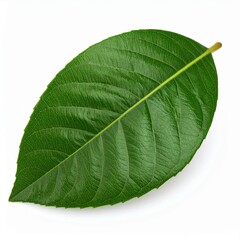 Obraz premium Loquat Leaf Illustration for Herbal Medicine, Loquat Leaf Botanical Art, and Loquat Leaf Natural Remedy Design