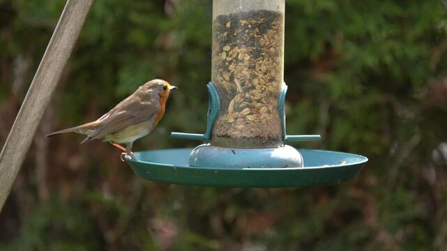 robin on feeder