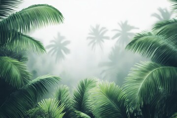 Fototapeta premium Palm trees in a misty tropical forest