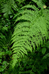 green fern leaf in a forest