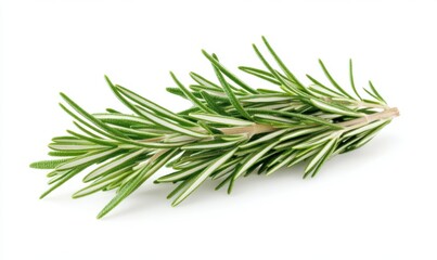 Fototapeta premium Fresh rosemary sprig, isolated on white, cooking herb
