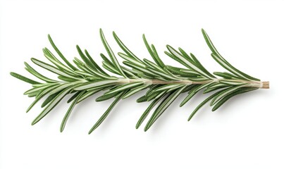 Fototapeta premium Fresh rosemary sprig, isolated, white background, culinary herb