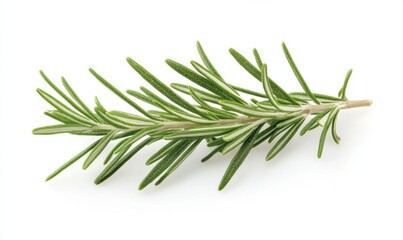 Fototapeta premium Fresh rosemary sprig on white background, cooking ingredient