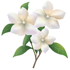 Fototapeta premium Three white flowers on a stem with leaves