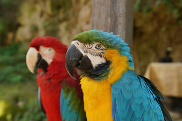 macaw
