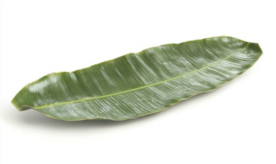 Fototapeta premium Large green leaf isolated on white background; natural decor