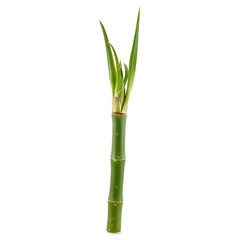 Fototapeta premium Fresh Bamboo Stem with Green Tipsv