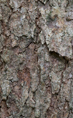 Beautiful close-up of the bark of sapindus drummondii