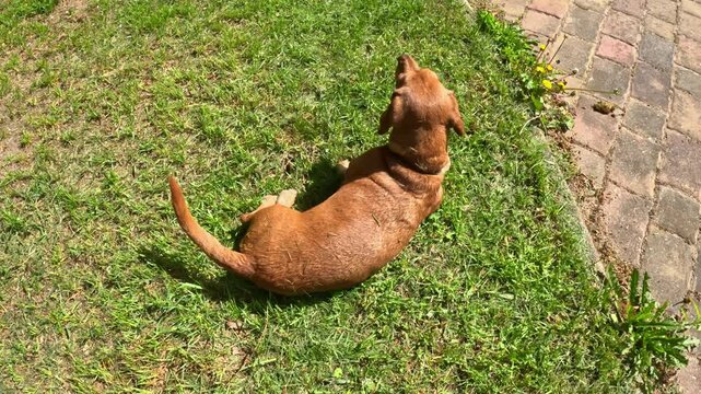 Playful Dachshund Canis lupus familiaris Enjoying the Warmth of the Sun on a Lush Green Lawn Displaying Joyful Antics on Green Grass Field.