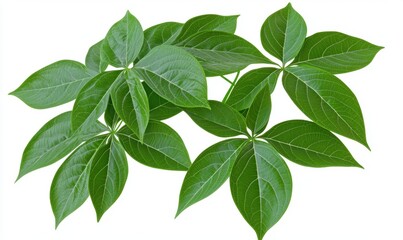 Fototapeta premium Lush green leaves branch, isolated, nature, botanical, background, website, design