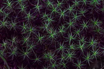 bryophyte plant as a background