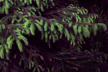 spruce branch as a background