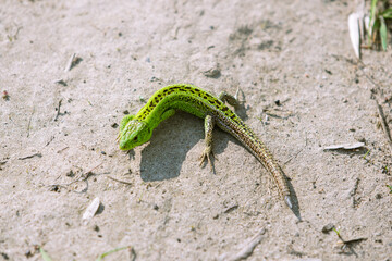 Sand lizard in a beautiful green coat is laying under the sun