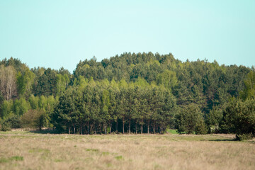 Obraz premium pine forest in the spring time in a sunny day