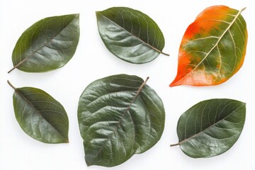 persimmon  leaf isolated on white background