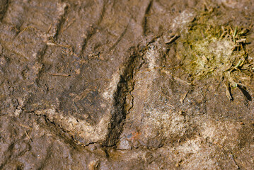 A Crane's track found in a mud
