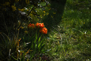A bunch of tulips found in a garden with a moody light