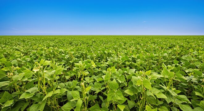 High Quality Professional Photograph Showcasing Vast Expansive Field of Mung Bean