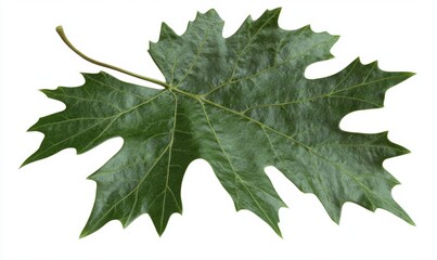 Fototapeta premium Single green maple leaf isolated on white background, nature, botany, design element