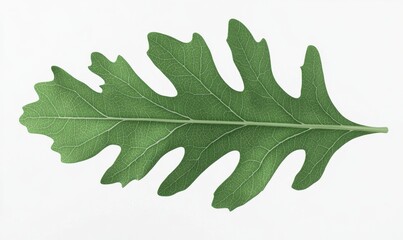 Single oak leaf, isolated, white background, nature