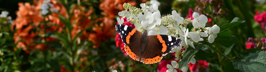 Schmetterling 1363 © K.-U. Häßler