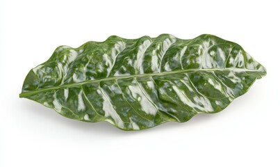 Variegated leaf, isolated on white, studio shot, botanical detail, nature background, for design