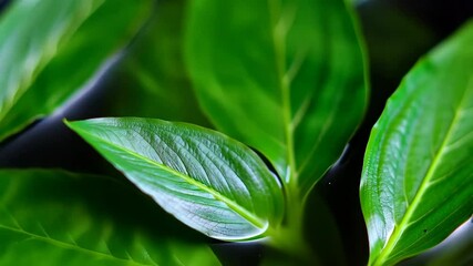 Close-up of fresh green leaves showing vivid texture and veins with black background creating depth in natural lighting - Powered by Adobe