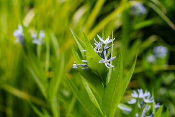 Blue Star Blooms of Amsonia Elliptica