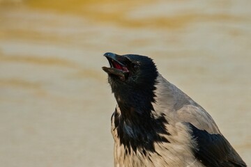 Portrait of a gray crow. Close-up of an adult gray crow.