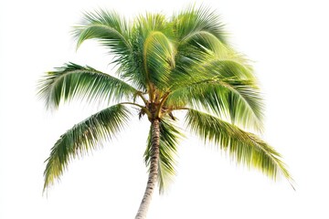 Palm Tree On White. Natural Palm Leaf Isolated on White Background