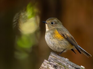 森の中で周りを見渡しているルリビタキ